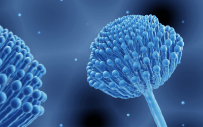 Mycotoxins in the Home: A Practical Path to Clarity and Peace of Mind