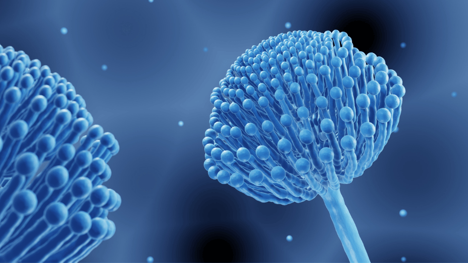 Mycotoxins in the Home: A Practical Path to Clarity and Peace of Mind