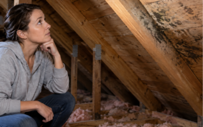 Can You Remove Attic Mold Yourself?
