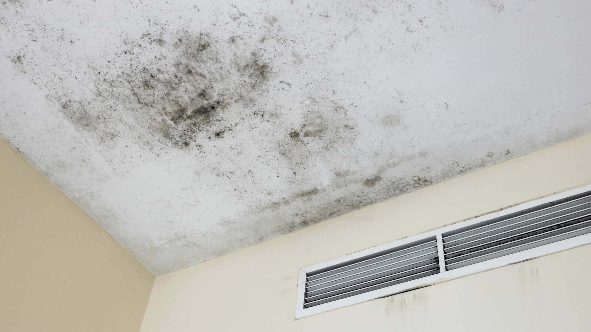 mold in corner of atlanta home