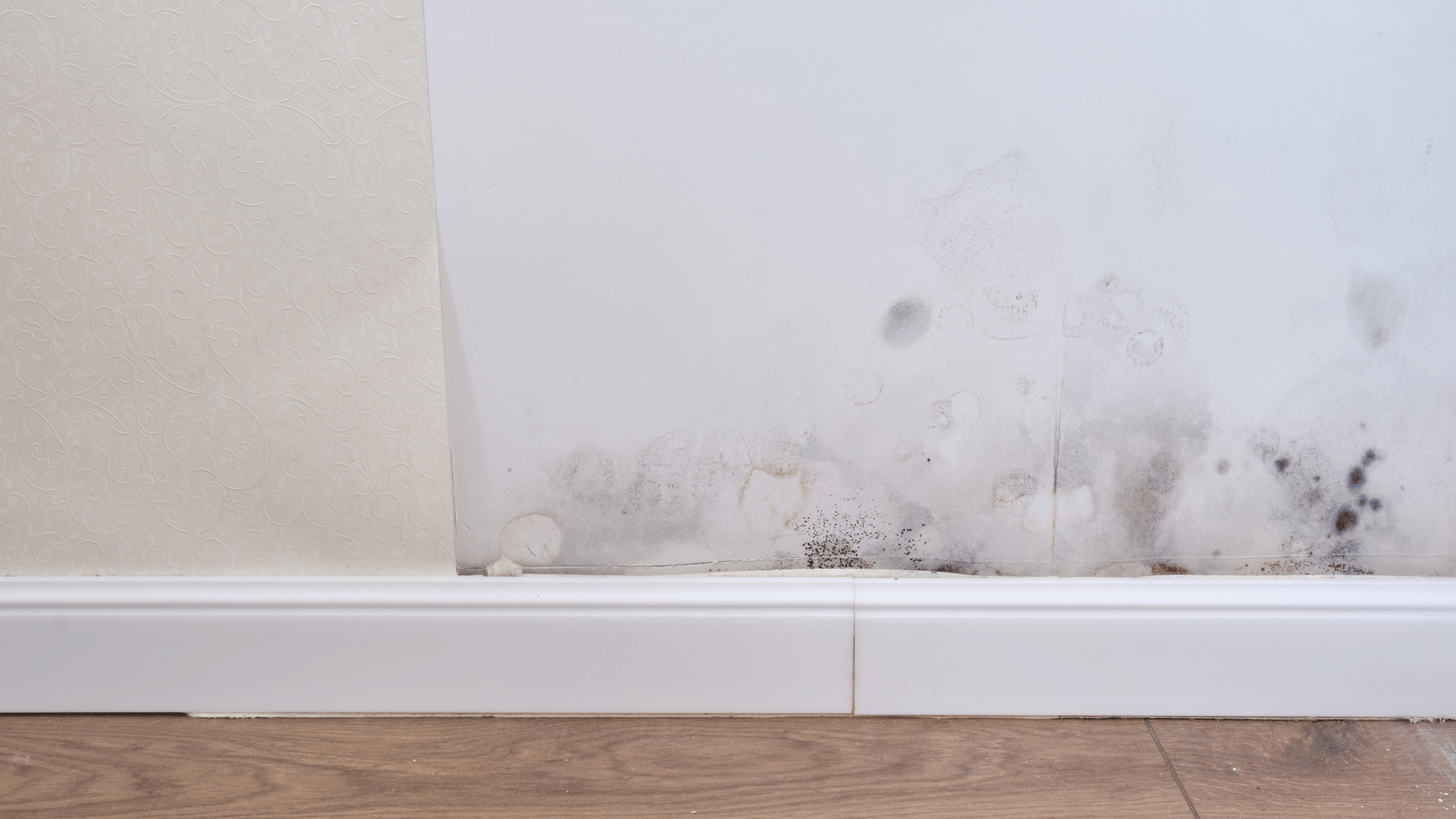 mold in atlanta