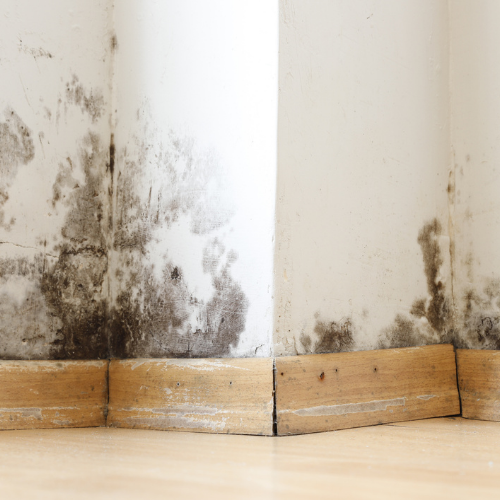 Mold Remediation Services
