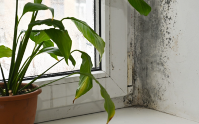 Can Mold Remediation Remove Black Mold for Good?