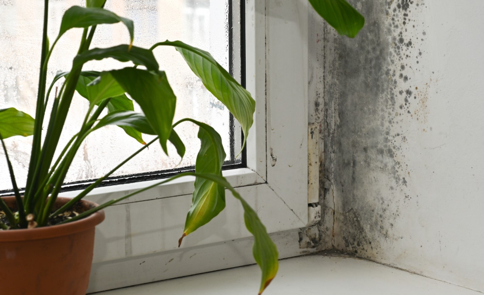 Can Mold Remediation Remove Black Mold for Good?