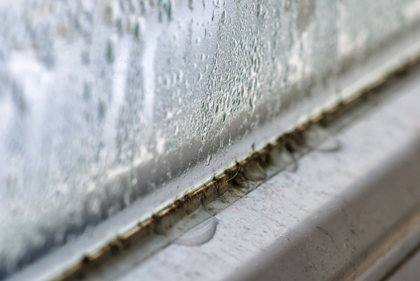 Mold on window