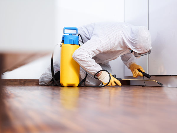 mold-remediation-tyrone