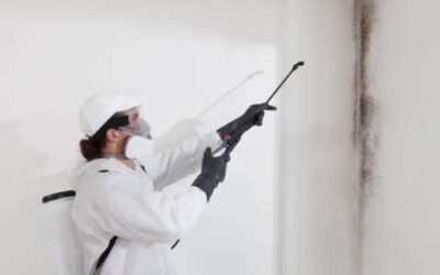 Effective Mold Remediation Strategies for Chicago Home