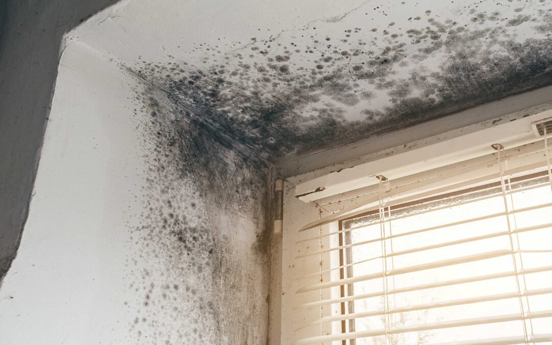 Finding Reliable Mold Remediation Services in Your Chicago Neighborhood