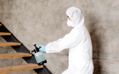 Expert Mold Inspections in Chicago: Protecting Your Home’s Health