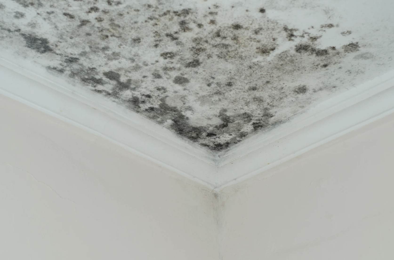 Ceiling mold