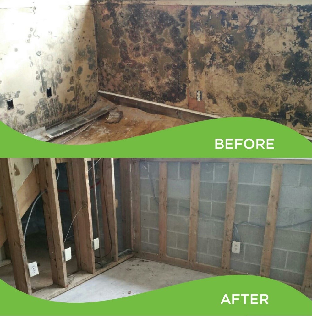 Mold in Home A collage of stacked photos with the top photo labeled ”before” showing the corner of a room with the walls covered in mold, and the bottom photo labeled ”after” showing the same area with the drywall removed and free of mold.