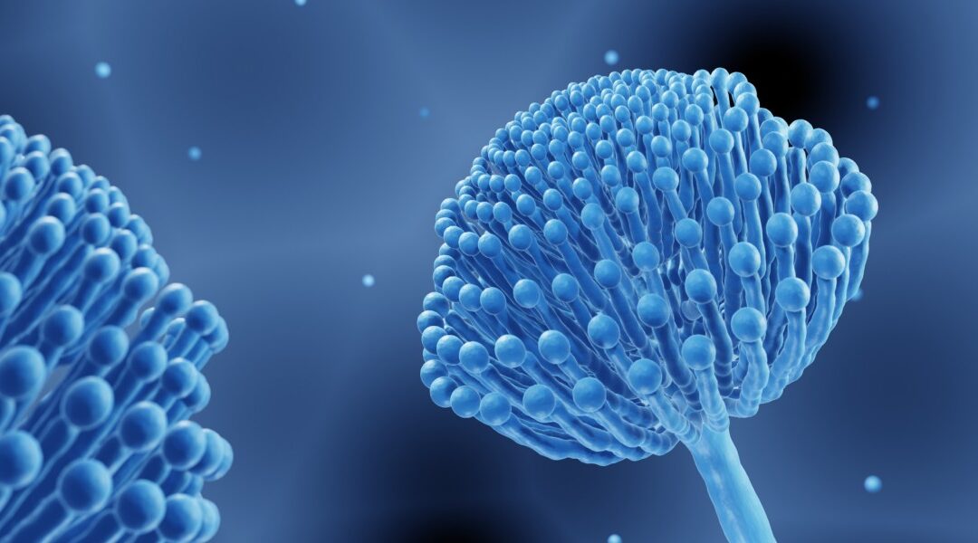 What Are Mycotoxins? Testing, Symptoms, and Prevention