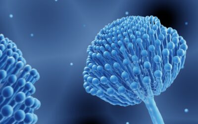 What Are Mycotoxins? Testing, Symptoms, and Prevention