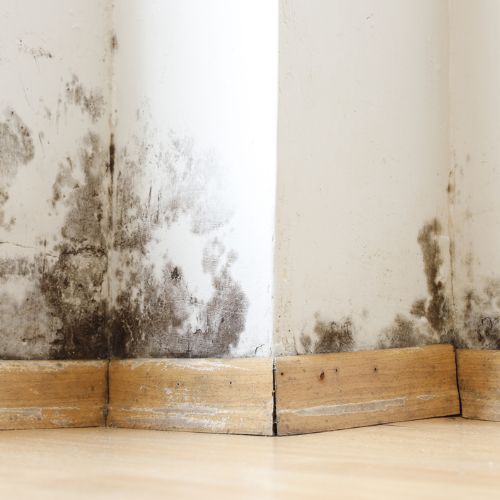 Mold Remediation Service