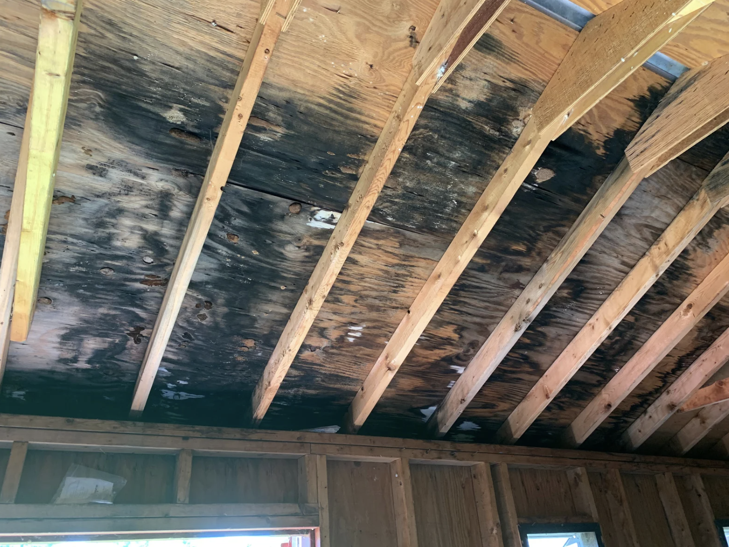Mold in home on ceiling
