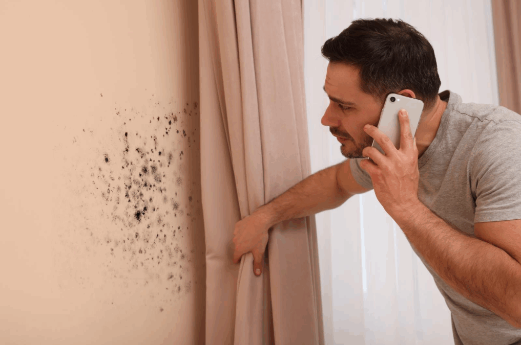 A man with a smartphone up to his ear pulls a window curtain back from a wall to reveal a patch of mold underneath.