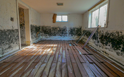 Mold Control in Colorado Homes: Prevention & Remediation
