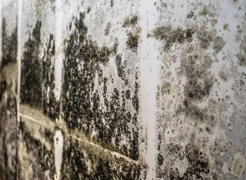 Toxic Black Mold Toxic Black Mold on wall