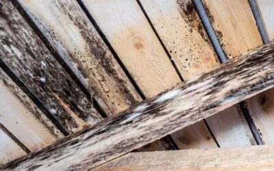 Why Bleach Is a Bad Choice for Mold—7 Important Facts