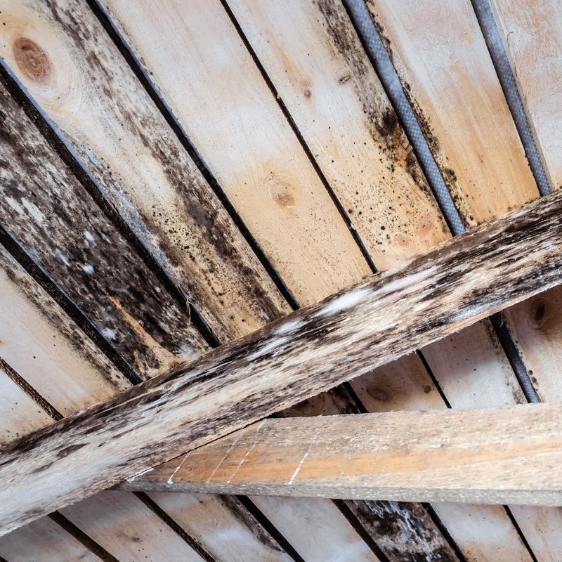 Attic Toxic Black Mold Black mould on wall closeup. House cleaning concept