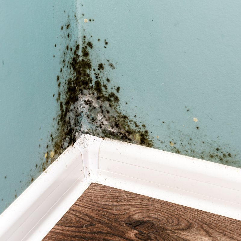 Black mold removal service Black mould on wall closeup. House cleaning concept