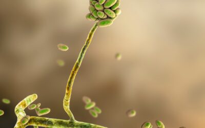 Mycotoxin Mitigation in Homes: Why Homeowners Choose Green Home Solutions