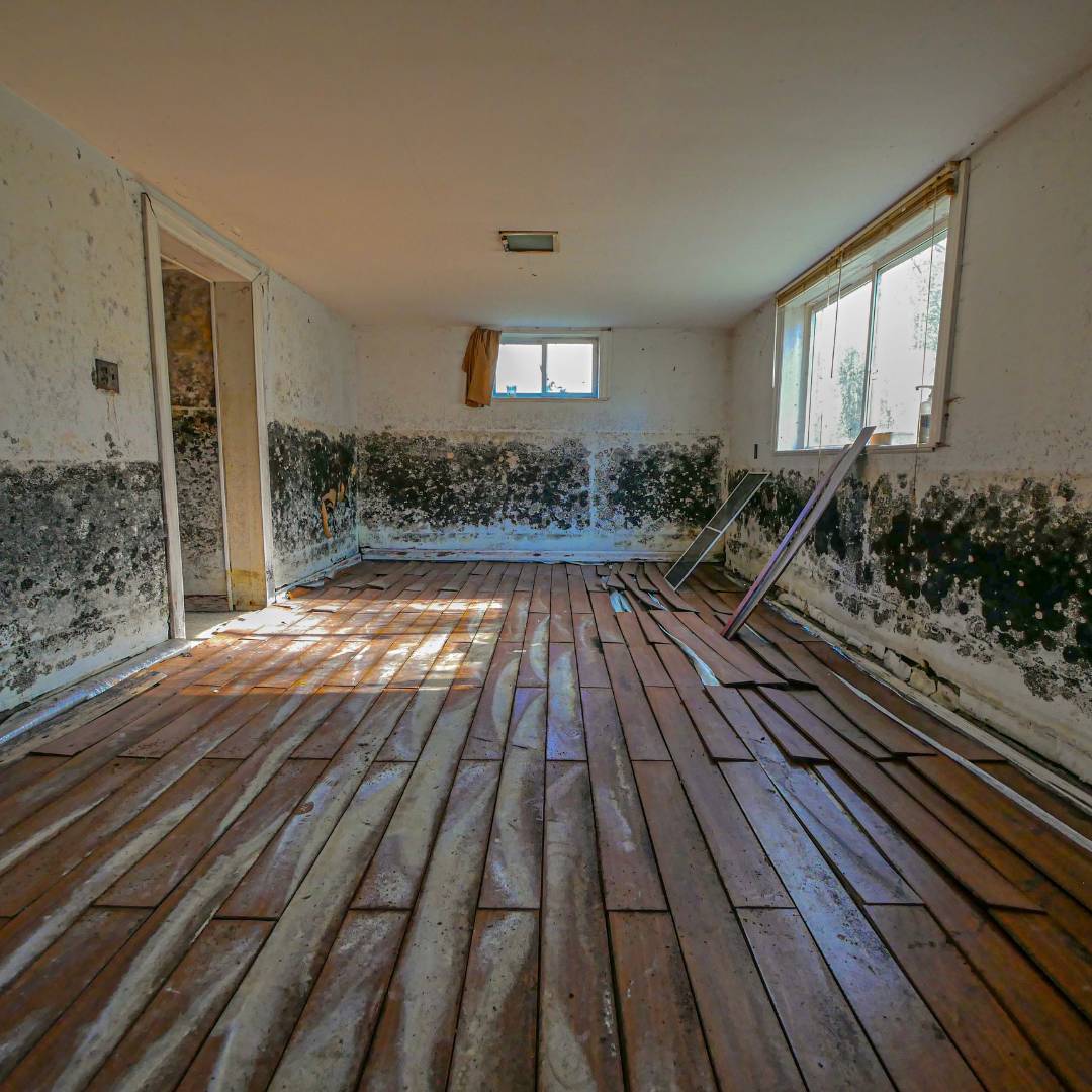mold-removal-and-remediation mold on walls in home