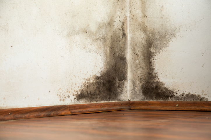 mold-removal-services-west-hartford Black mold buildup in the corner of an old house