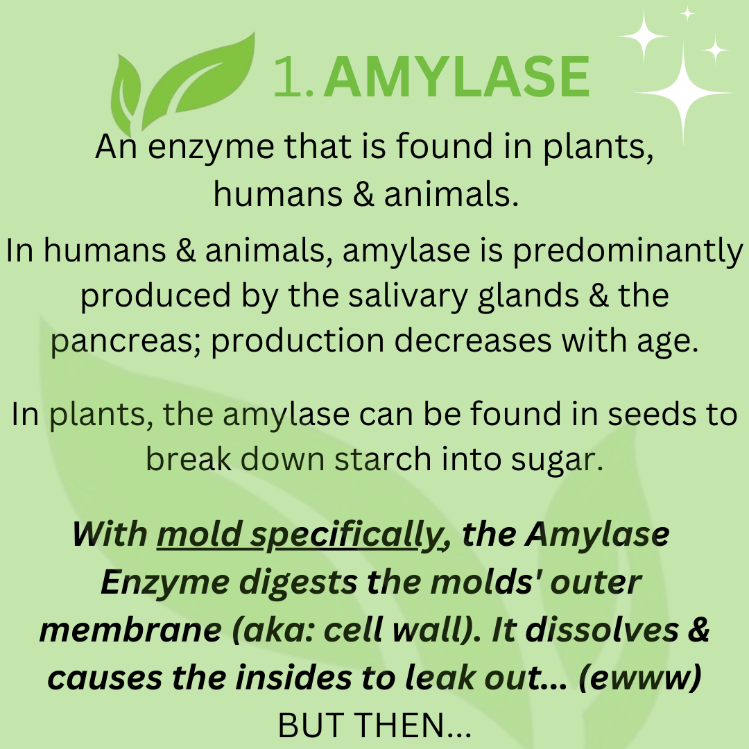 Enzyme - 3 Part Series(2)