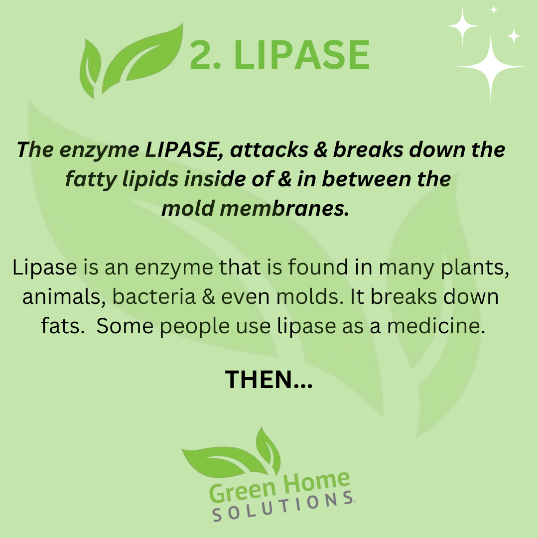 Enzyme - 3 Part Series(3)