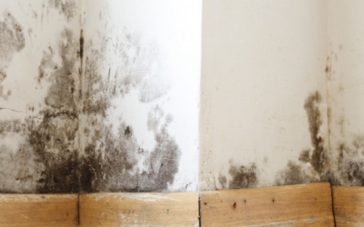 What Molds are dangerous to humans and animals?