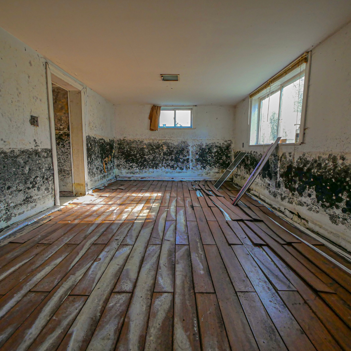 Mold remediation services in Reidsville PA