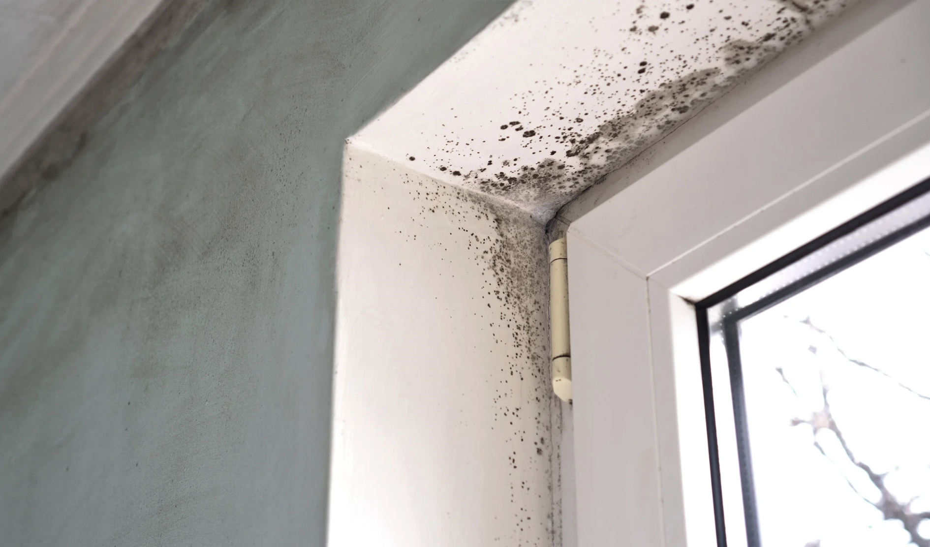 Mold Remediation in San Gabriel Valley CA