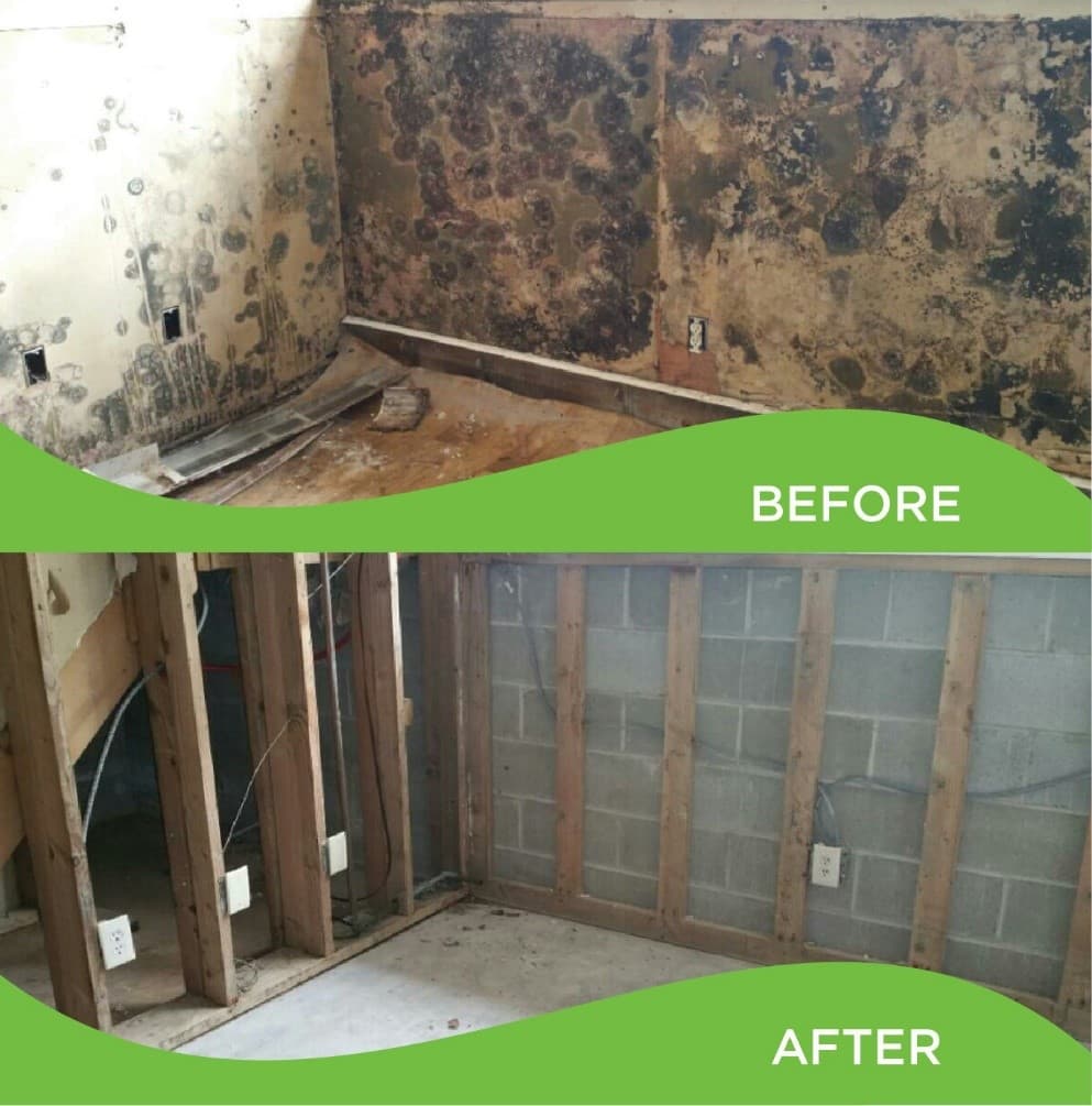 A collage of stacked photos with the top photo labeled ”before” showing the corner of a room with the walls covered in mold, and the bottom photo labeled ”after” showing the same area with the drywall removed and free of mold.