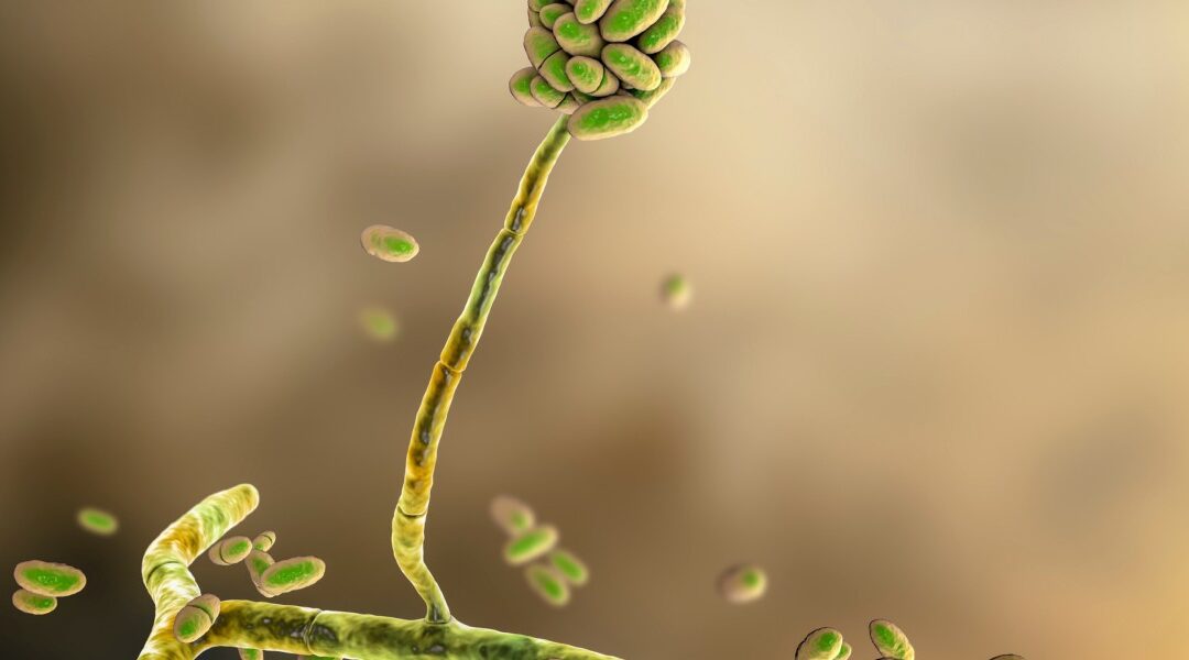 Mycotoxin Mitigation in Homes: Why Homeowners Choose Green Home Solutions