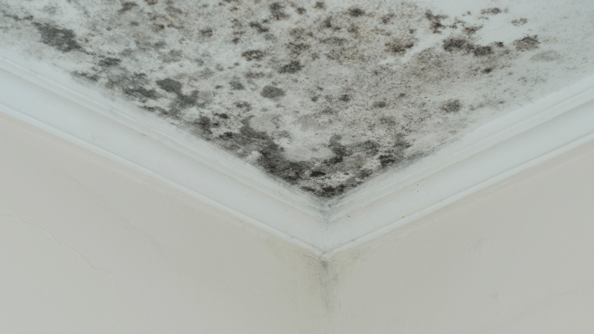 Mold growth on ceiling