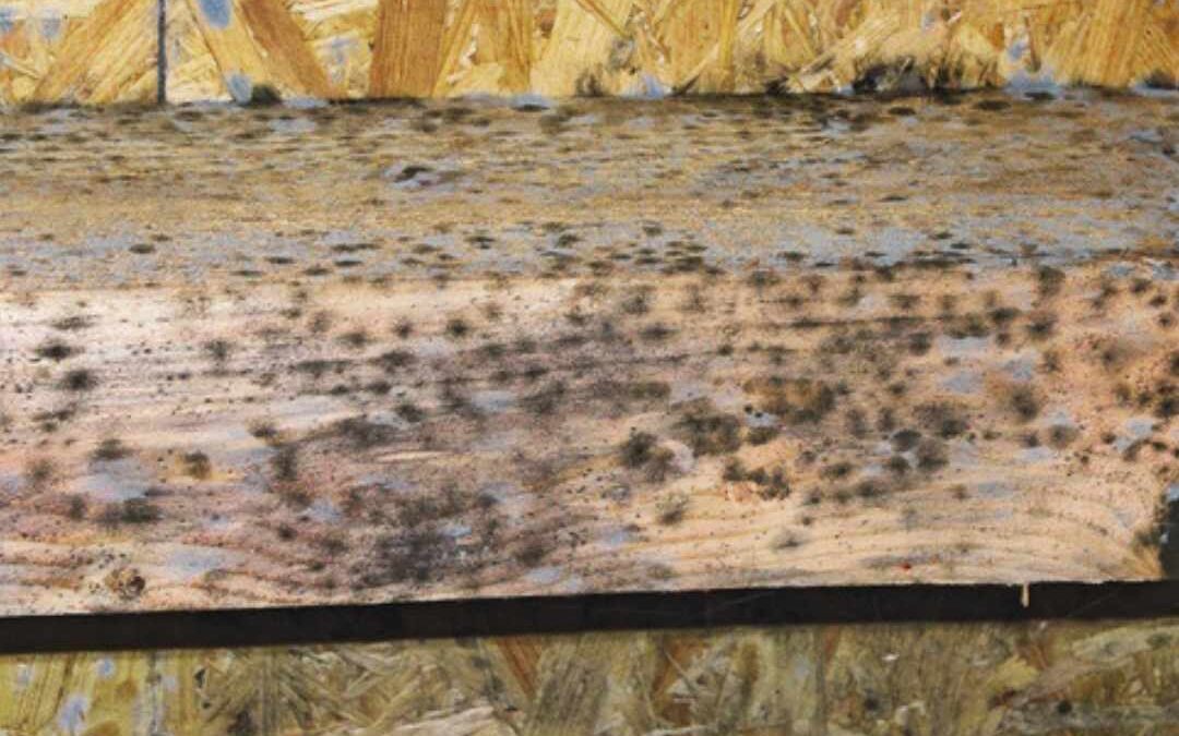 How to Stop Mold Before it Starts This Fall