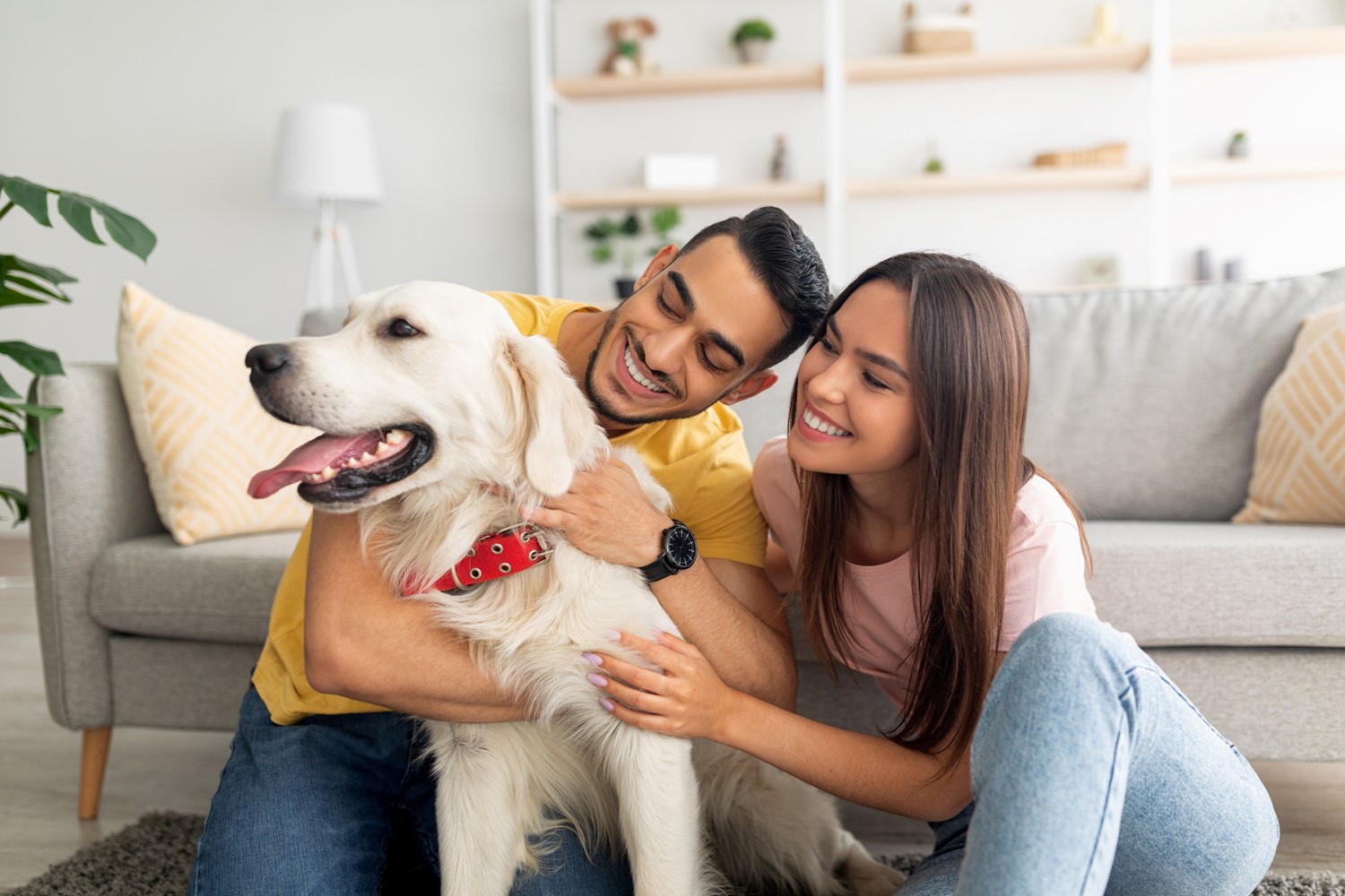A Smiling Man and Woman Sitting on the Floor in Front of a Couch Embrace a White Golden Retriever with its Tongue Out
