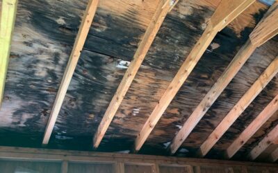 Mold Woes: Understanding the Risks