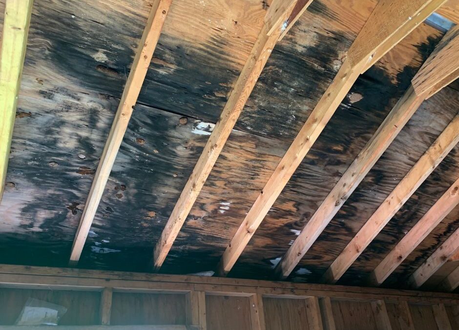 Mold Woes: Understanding the Risks