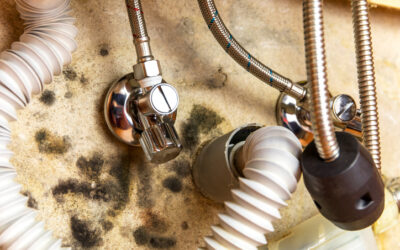 Ultimate Guide to Preventing Indoor Mold During the Summer