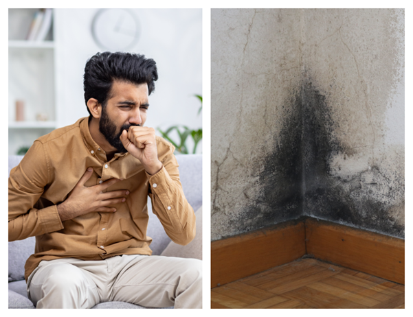 Black Mold is Harmful to Health and Property 
