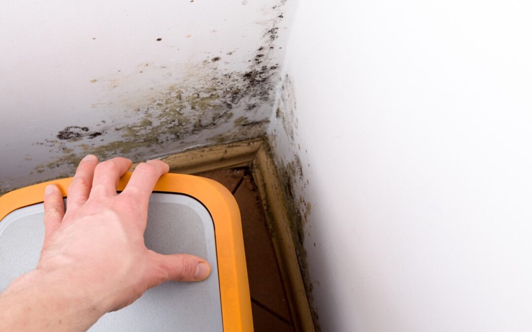 You Found Mold in Your Home, Now What?