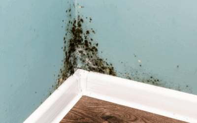 Can Crawl Space Encapsulation Prevent Mold in My Home?