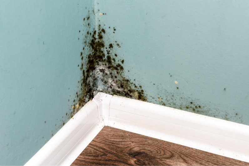 Can Crawl Space Encapsulation Prevent Mold in My Home?