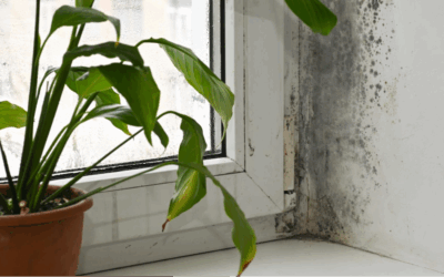 Can Mold Remediation Remove Black Mold for Good?