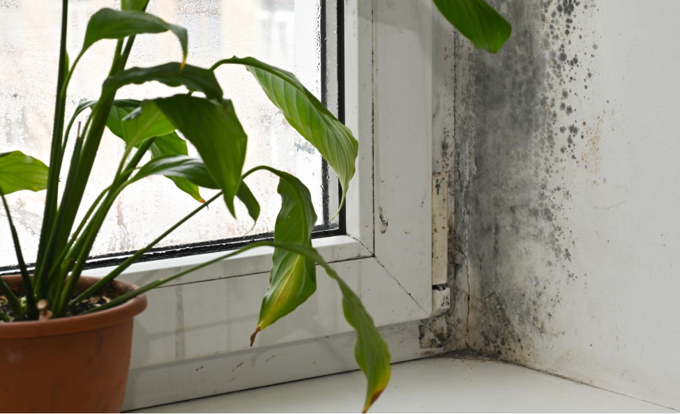A window next to the corner of a wall with black mold growing in the corner and on the connected wall with a house plant in front of the window.