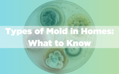Types of Mold in Homes: What to Know