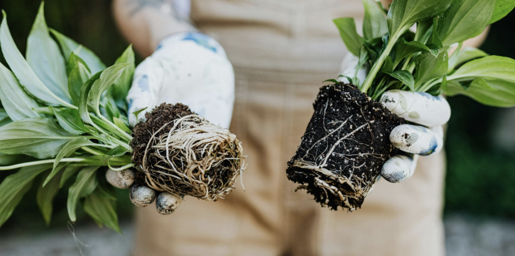 person holding plants
