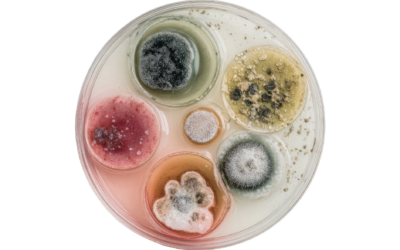 Types of Mold in Homes: What to Know